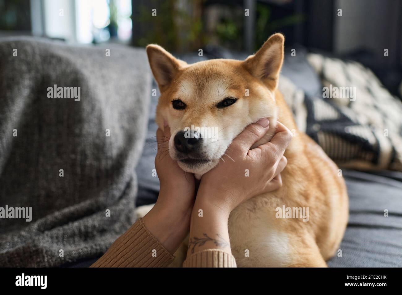 Unerkennbare kaukasische Hundebesitzerin, die ihr Haustier liebevoll quetscht Stockfoto