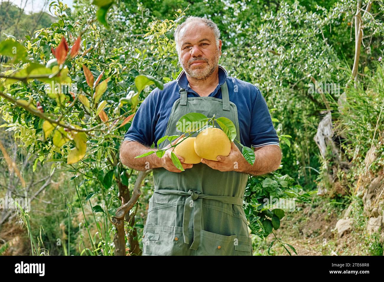 Gärtner reifer Mann, der gelbe reife Grapefruits in den Händen hält, während der Ernte in Zitrusplantagen. Stockfoto