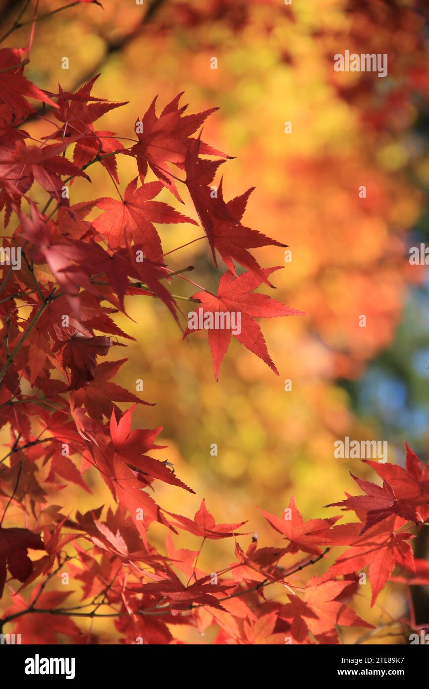 Großaufnahme der japanischen Ahornblätter Stockfoto