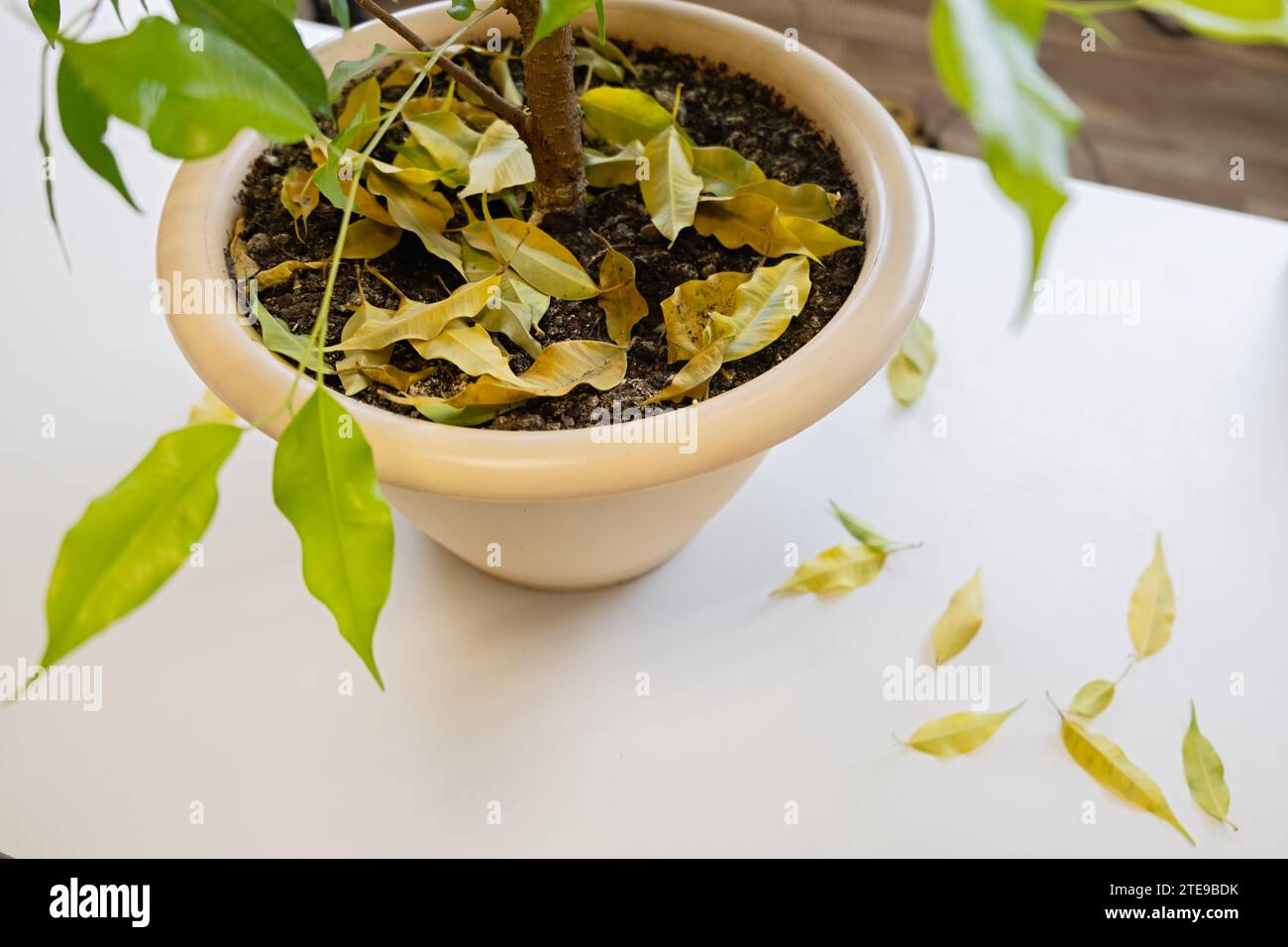 Ficus benjamina Monique in einem Blumentopf. Gelb gefallene Blätter in Nahaufnahme. Saisonale Erkrankungen des Ficus. Selektiver Fokus. Stockfoto