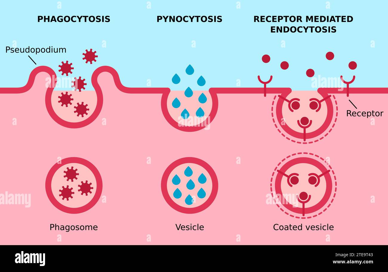 Endozytose. Phagozytose, Pinocitose, rezeptorvermittelte Endozytose. Drei Hauptformen der Endozytose. Zellessen, Zelltrinken, Rezeptoren. Stock Vektor