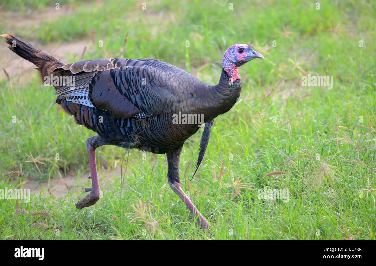 Wilde truthahn (Meleagris gallopavo silvestris), die durch Grasland im Bentsen-Rio Grande Valley State Park, Texas, USA. Stockfoto