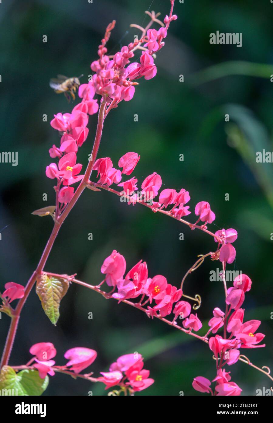 Mexikanischer Kriecher oder Korallenrebe (Antigonon leptopus) blüht im Bentsen-Rio Grande Valley State Park, Texas, USA. Stockfoto