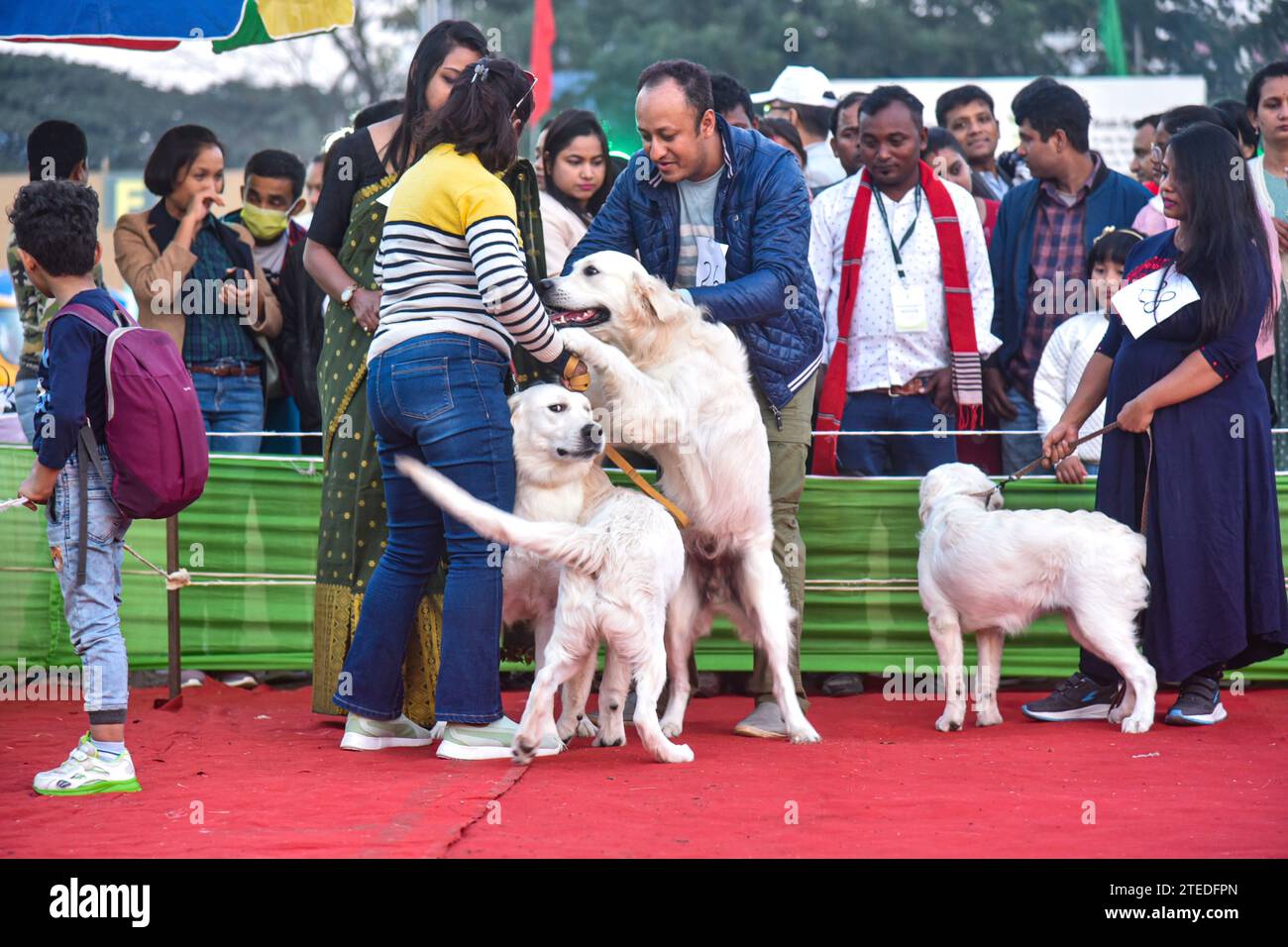 GUWAHATI, ASSAM, INDIEN - 17. DEZEMBER 2023: Ein Hund wird während der Hundeshow in Guwahati, Indien, gesehen. Stockfoto