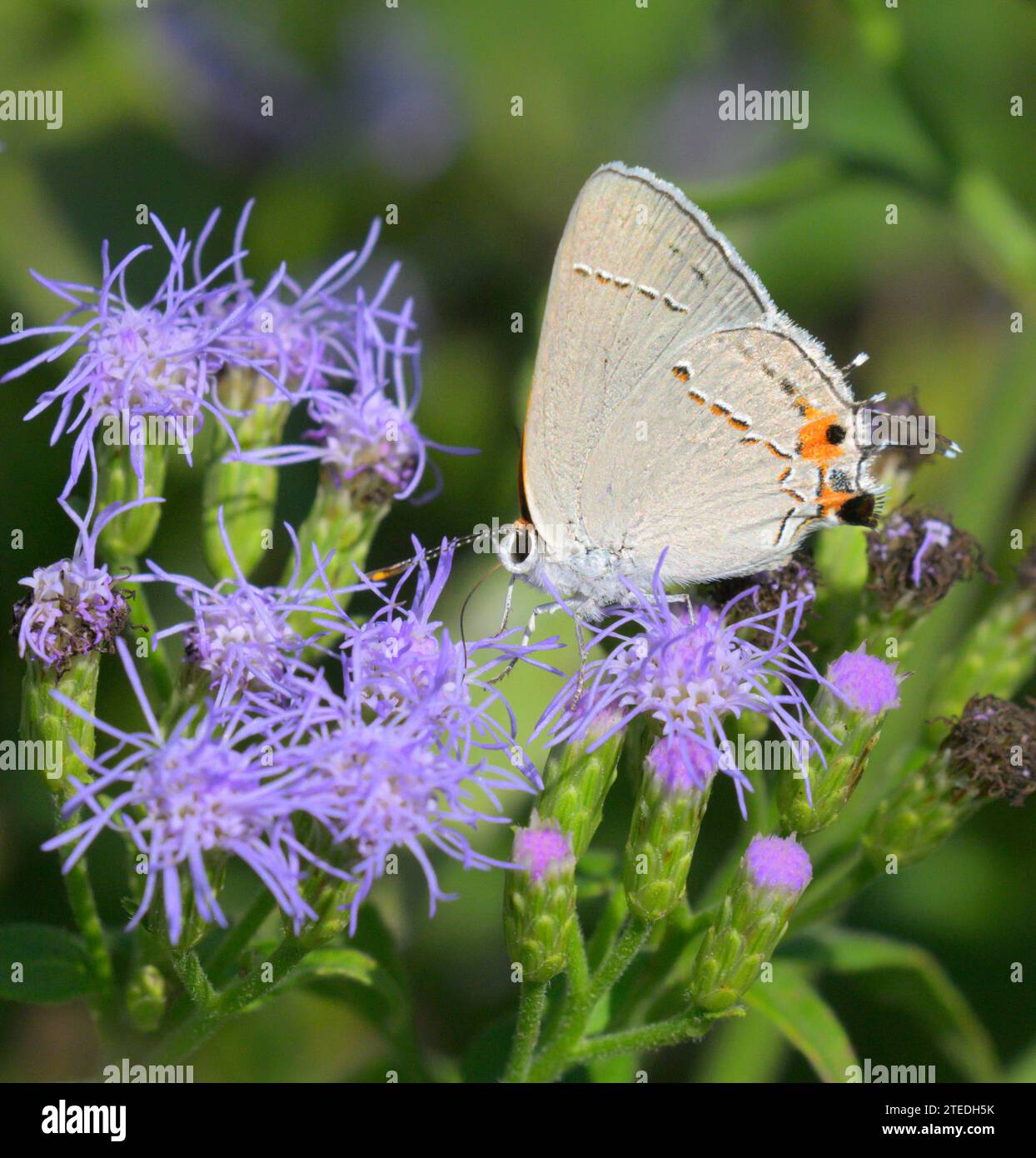 Graue Haarsträhnen-Schmetterling (Strymon melinus), der sich von blauer Nebelblume (Conoclinium sp) ernährt, National Butterfly Center, Mission, Texas, USA. Stockfoto