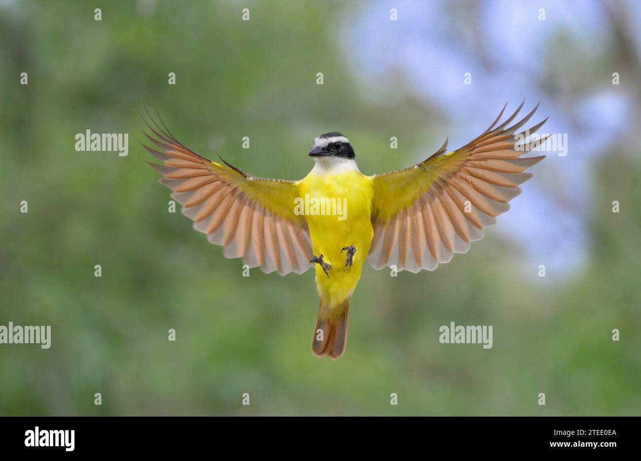 Great Kiskadee (Pitangus sulfonatus) fliegen, Bentsen-Rio Grande Valley State Park, Texas, USA. Stockfoto