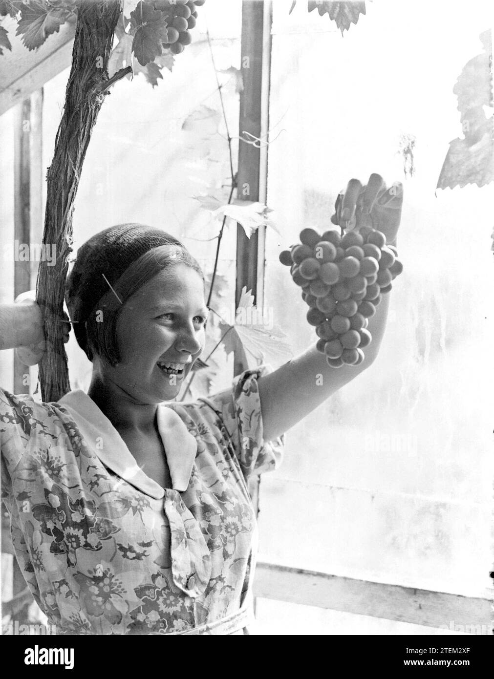 Die junge Frau hält einen Haufen Trauben in der Gärtnerei J. van den Berg in Poeldijk CA. 1932 Stockfoto