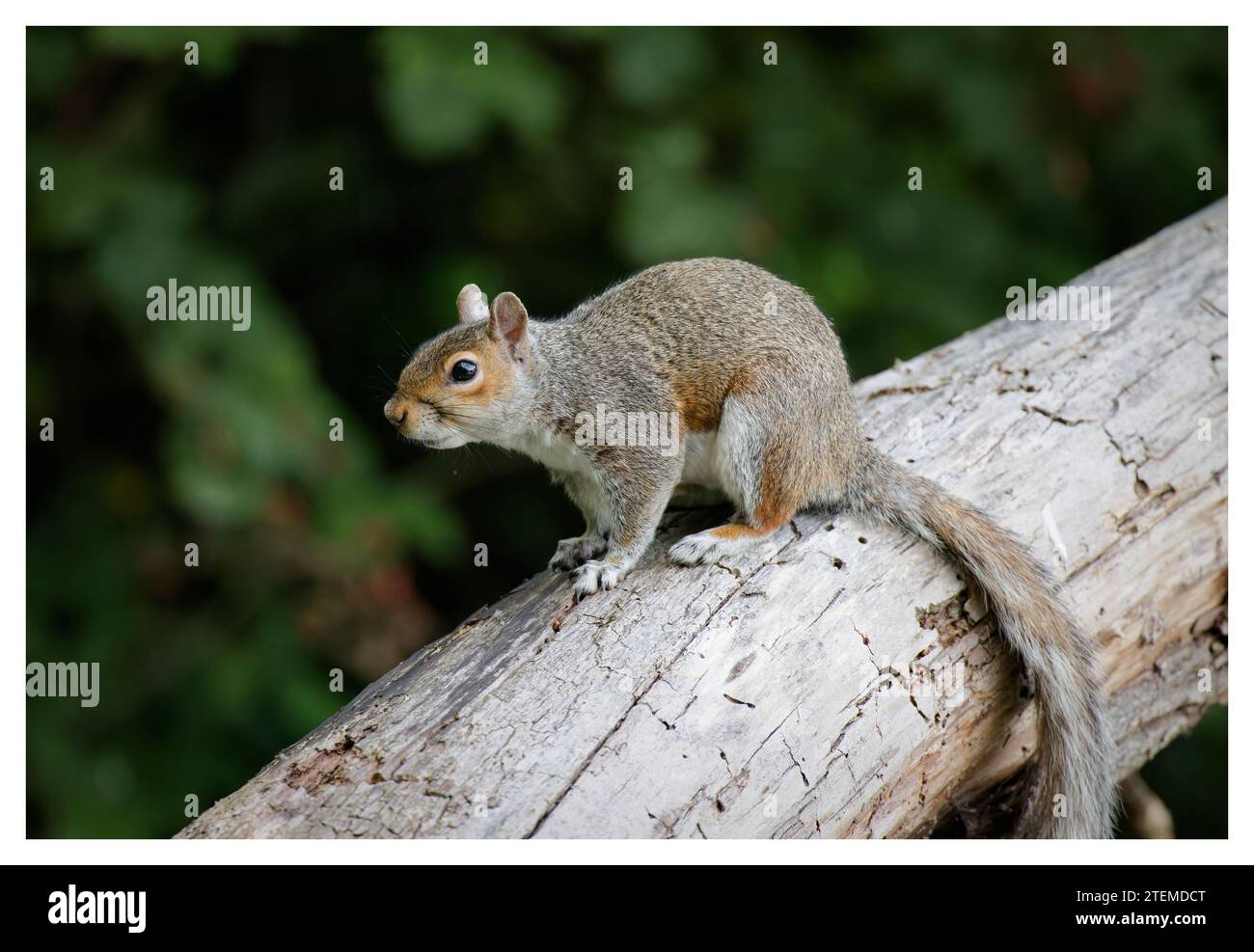 Graue Eichhörnchen, UK Stockfoto