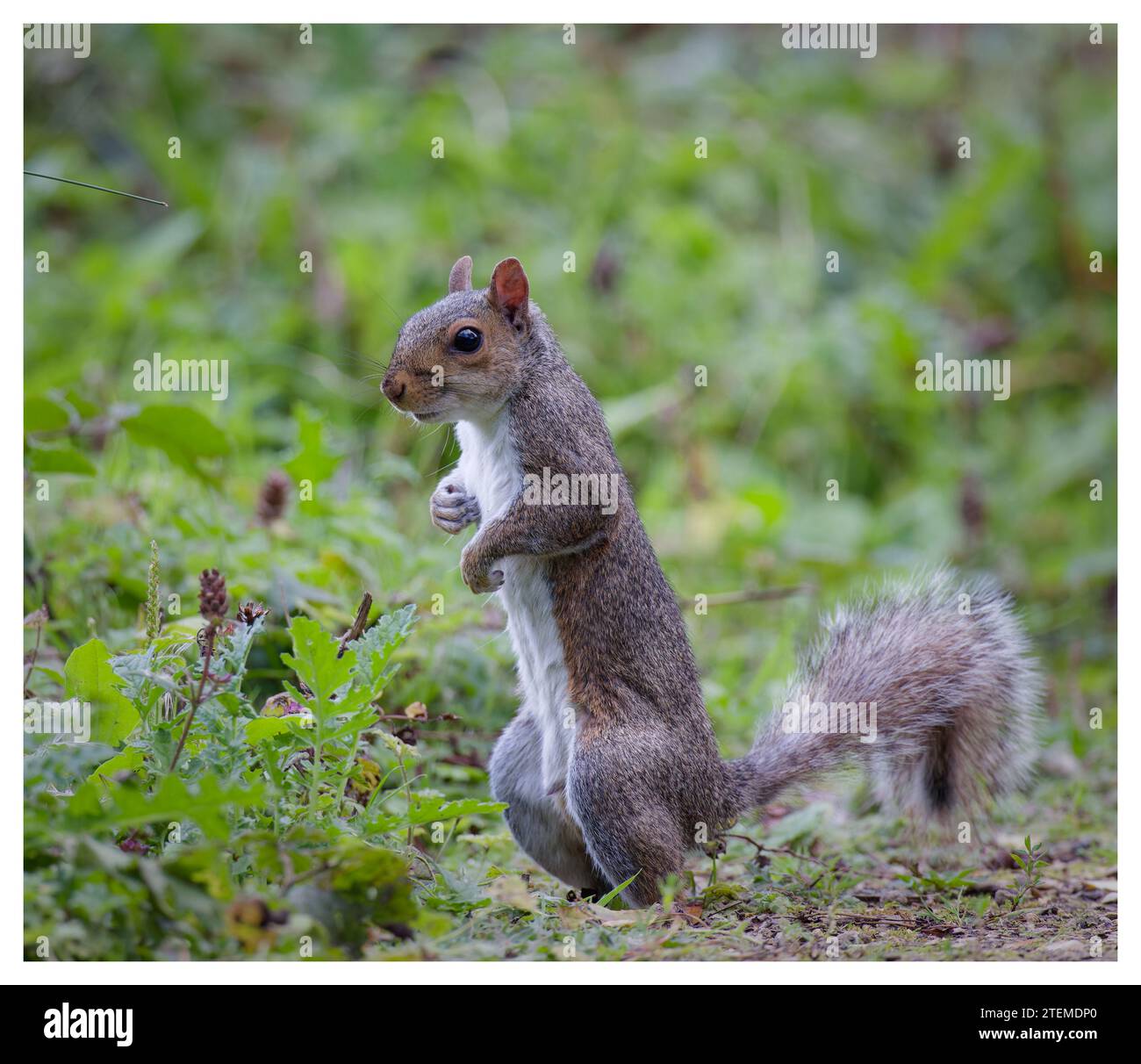Graue Eichhörnchen, UK Stockfoto