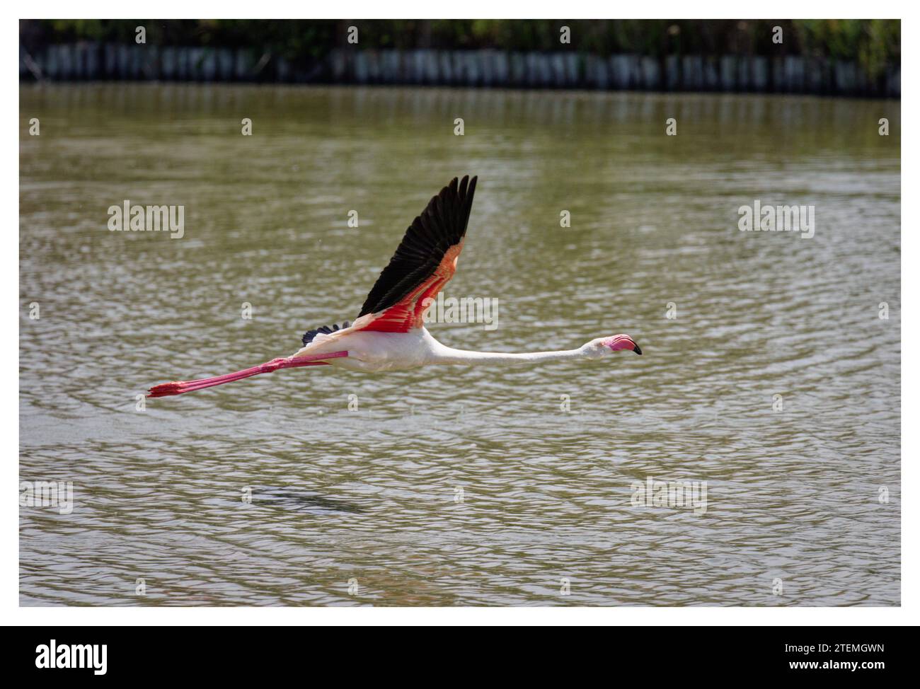 Wilde rosa Flamingos im Flug, Pont de Gau, Frankreich Stockfoto