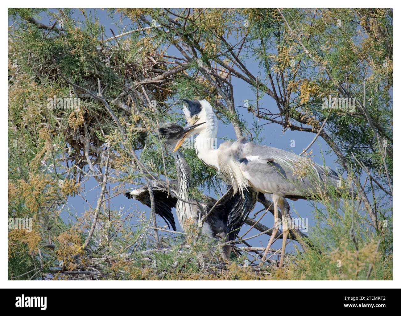 Brütende graue Reiher in Baumkronen, Pont de Gau, Frankreich Stockfoto