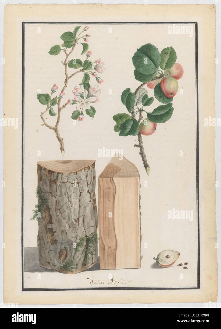 Untersuchungen an Stamm, Blüten und Früchten eines wilden Apfelbaums (Malus sylvestris) 2009 durch Ludwig Pfleger Stockfoto