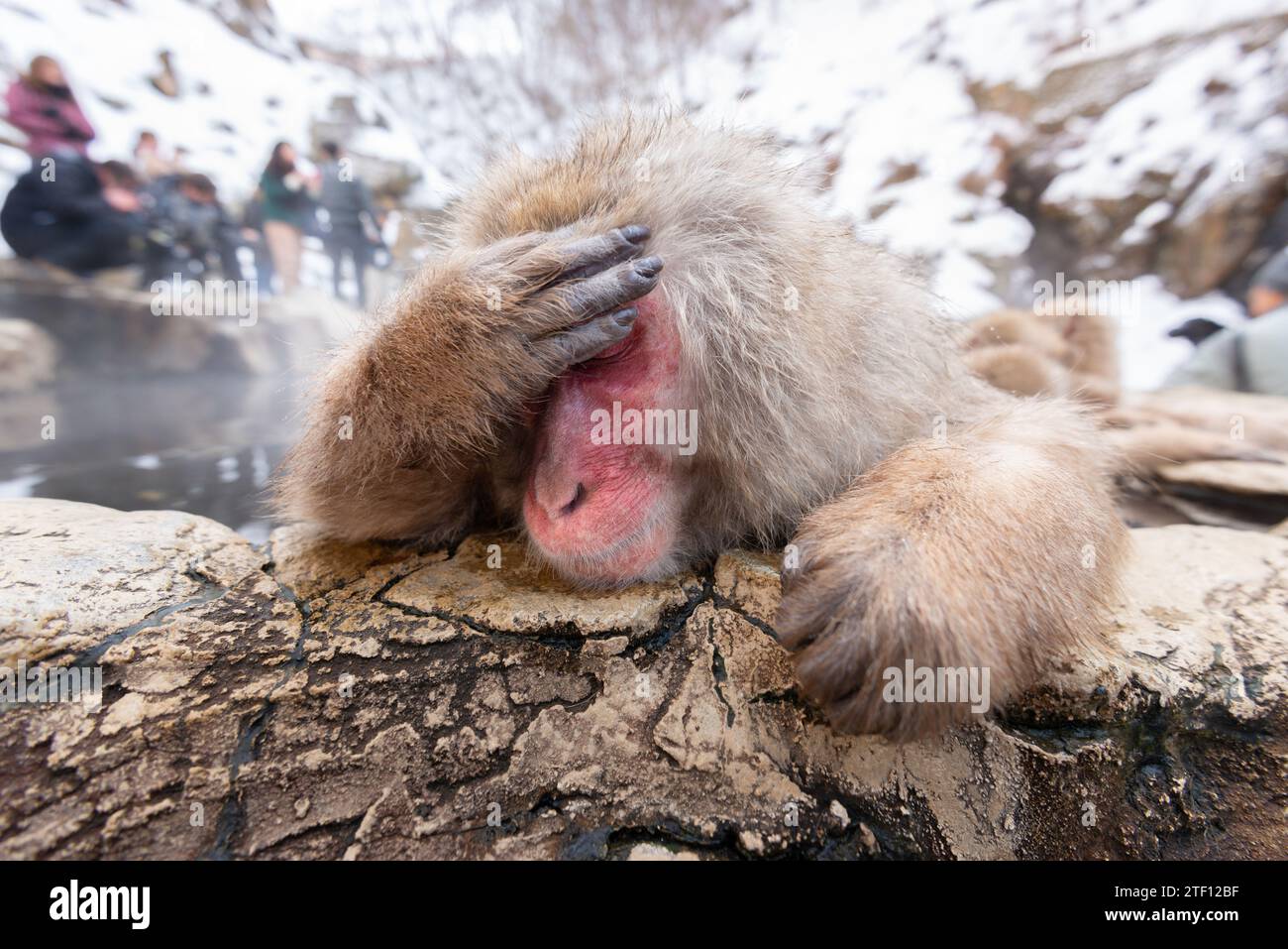 Makaken baden in heißen Quellen im Jigokudani Park, Nagano, Japan. Stockfoto