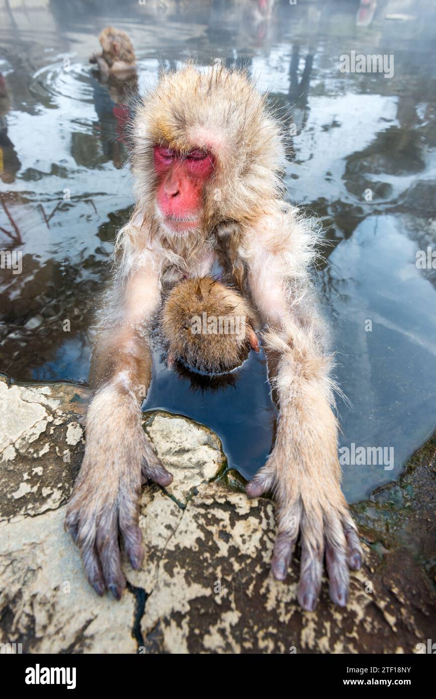 Makaken baden in heißen Quellen im Jigokudani Park, Nagano, Japan. Stockfoto