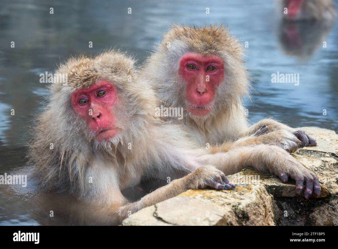Makaken baden in heißen Quellen im Jigokudani Park, Nagano, Japan. Stockfoto