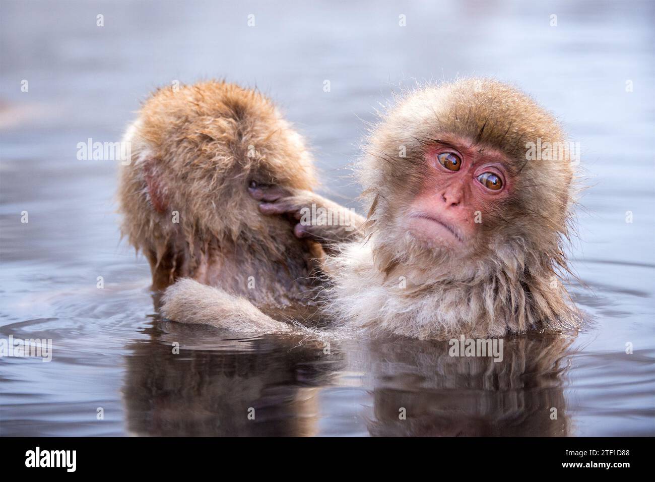 Makaken baden in heißen Quellen im Jigokudani Park, Nagano, Japan. Stockfoto