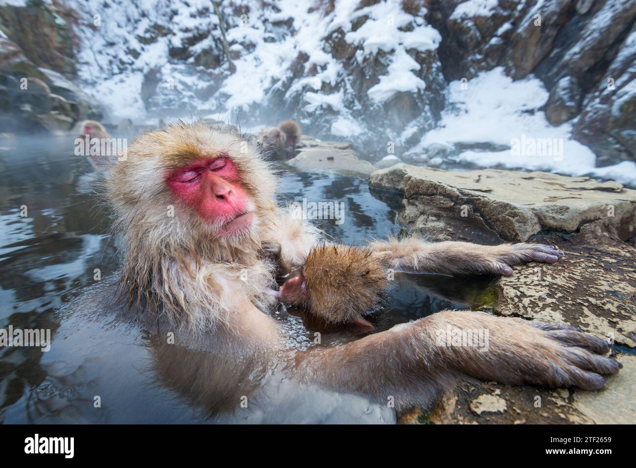 Makaken baden in heißen Quellen im Jigokudani Park, Nagano, Japan. Stockfoto