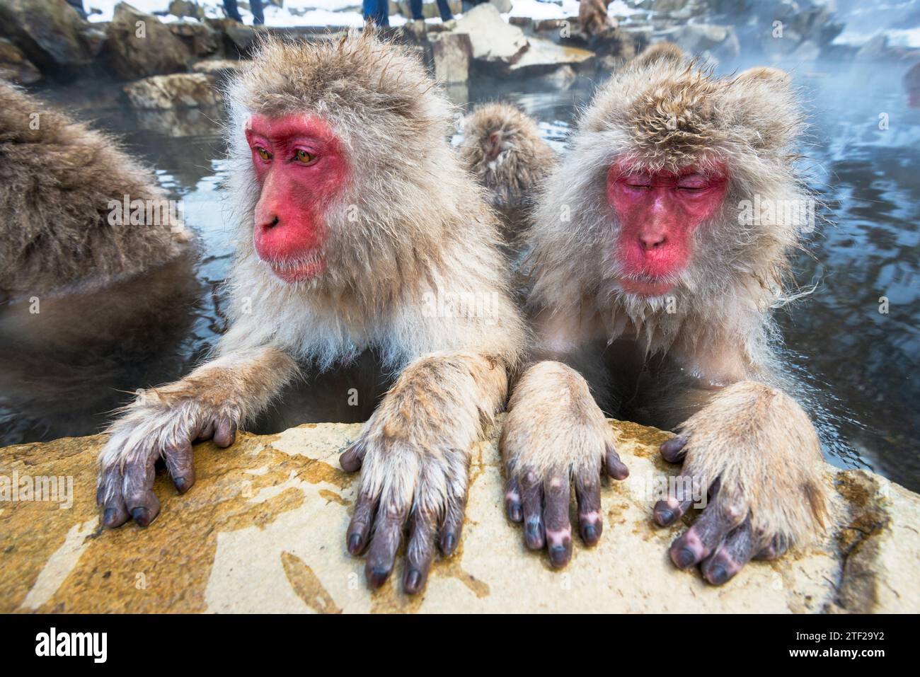 Makaken baden in heißen Quellen im Jigokudani Park, Nagano, Japan. Stockfoto