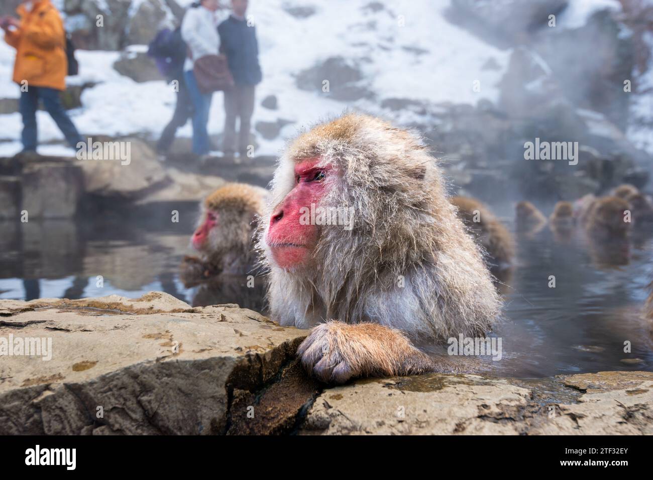 Makaken baden in heißen Quellen im Jigokudani Park, Nagano, Japan. Stockfoto