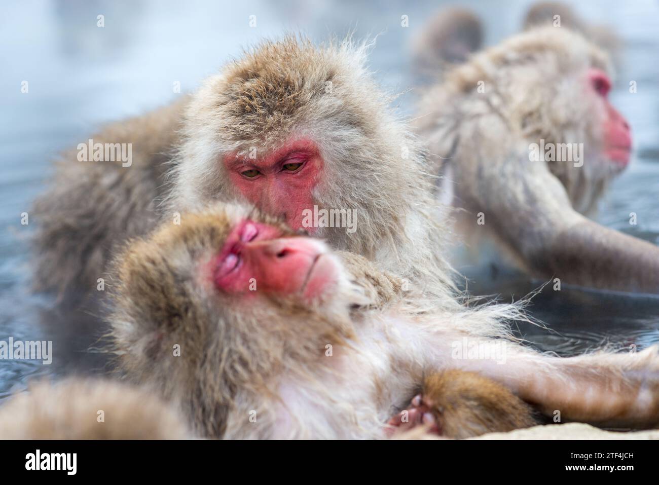 Makaken baden in heißen Quellen im Jigokudani Park, Nagano, Japan. Stockfoto