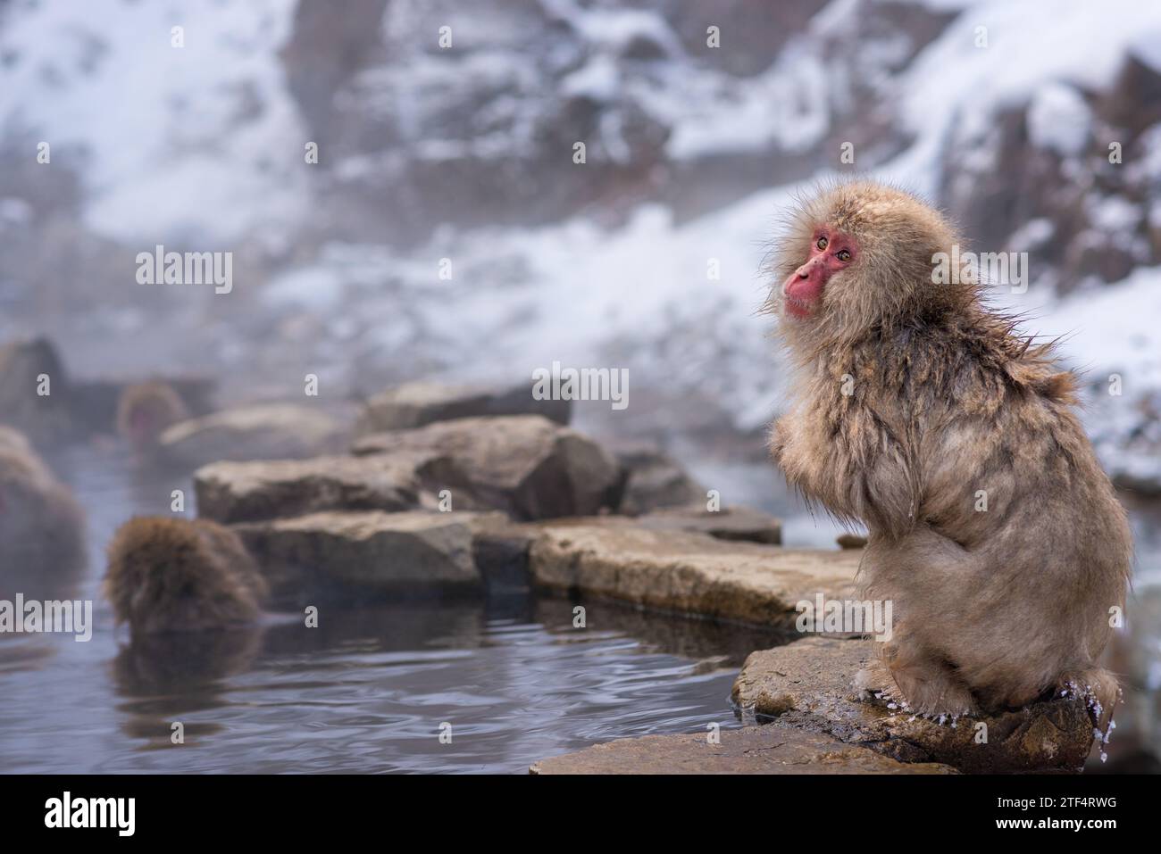 Makaken baden in heißen Quellen im Jigokudani Park, Nagano, Japan. Stockfoto