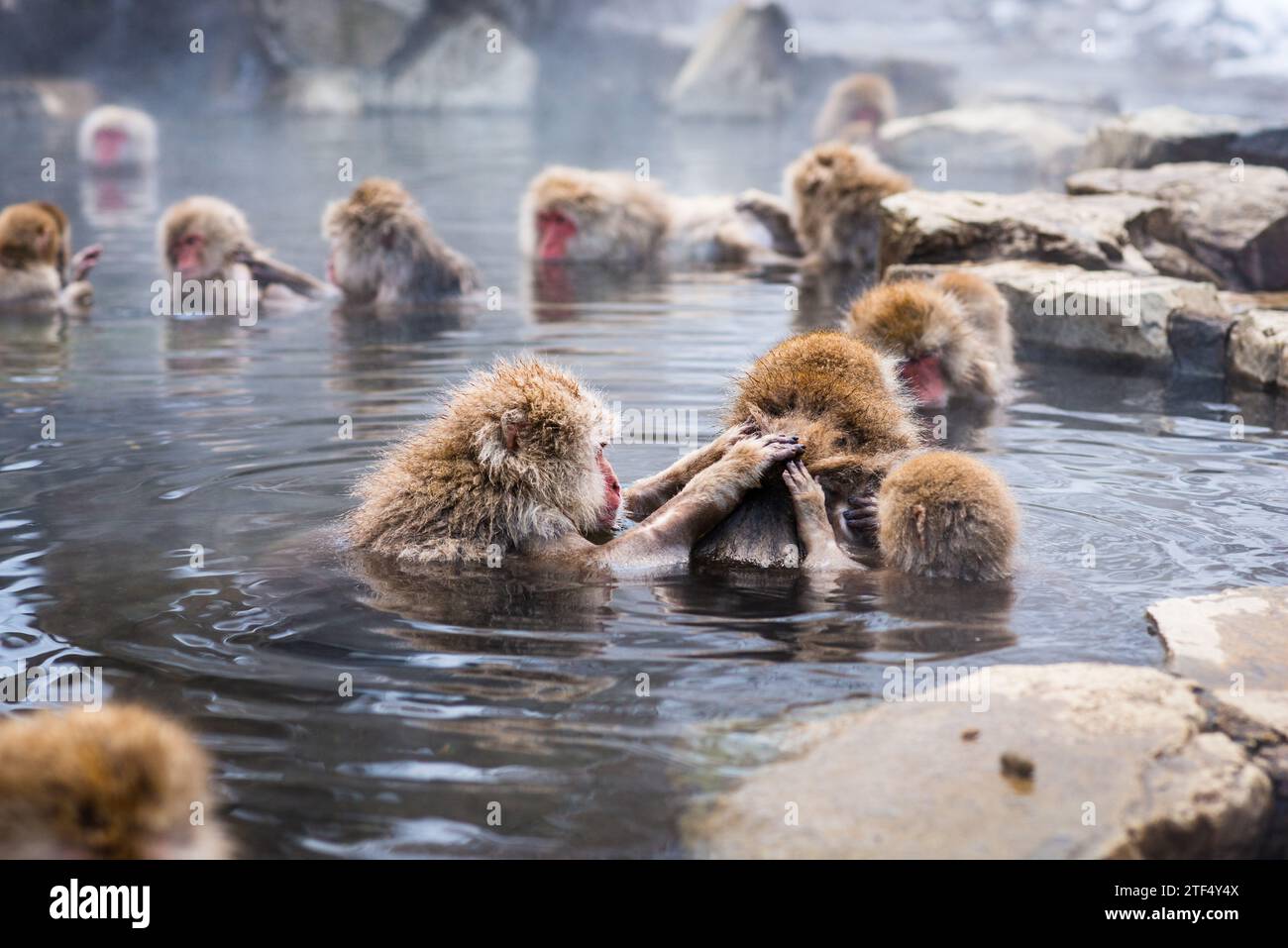 Makaken baden in heißen Quellen im Jigokudani Park, Nagano, Japan. Stockfoto