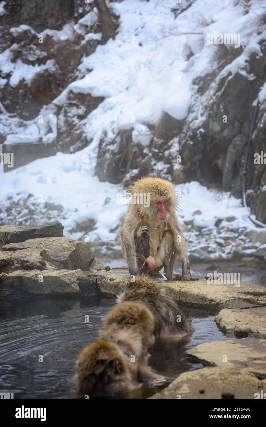 Makaken baden in heißen Quellen im Jigokudani Park, Nagano, Japan. Stockfoto