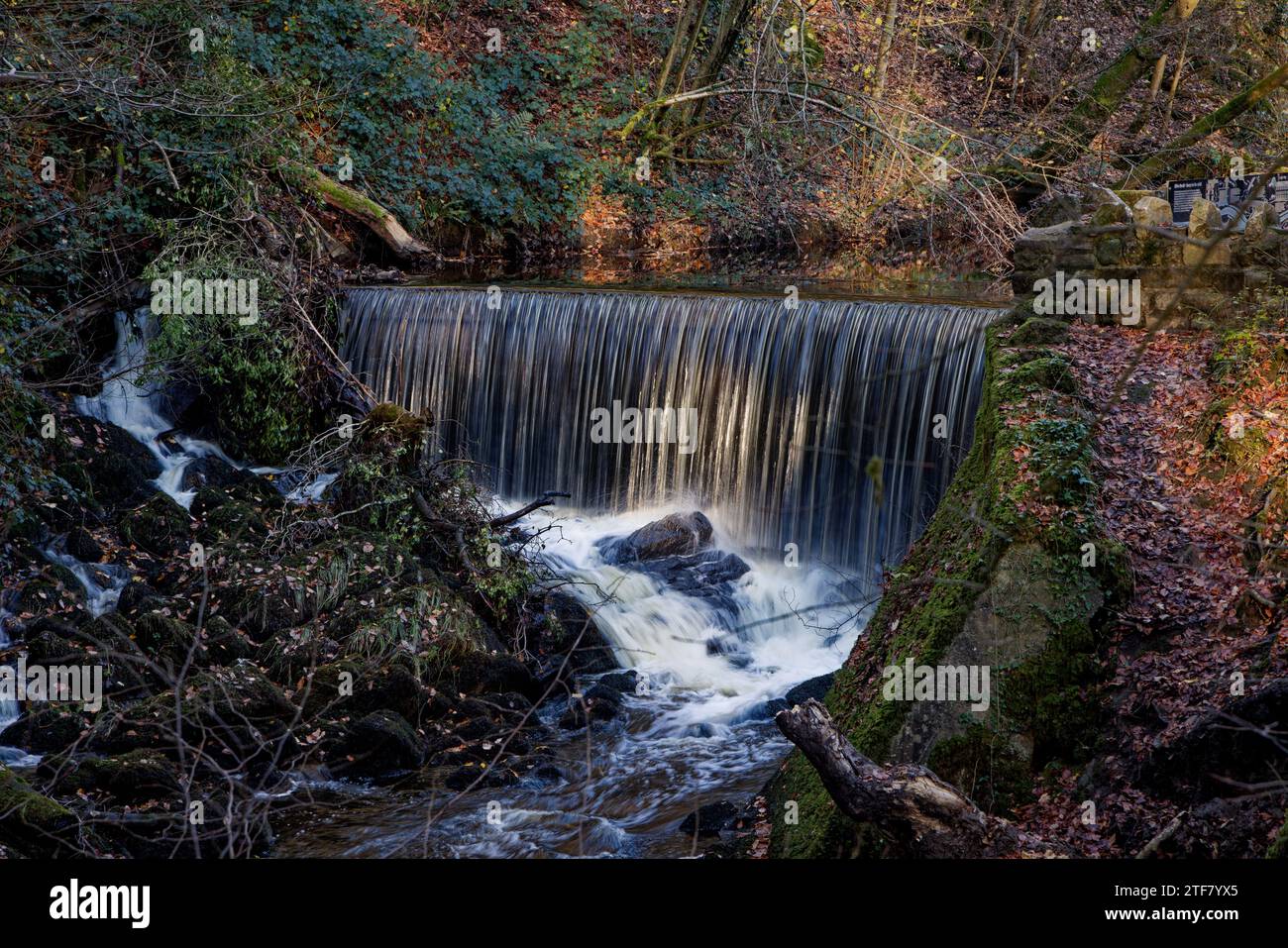 Der Eller Beck, Skipton Castle Wood Stockfoto