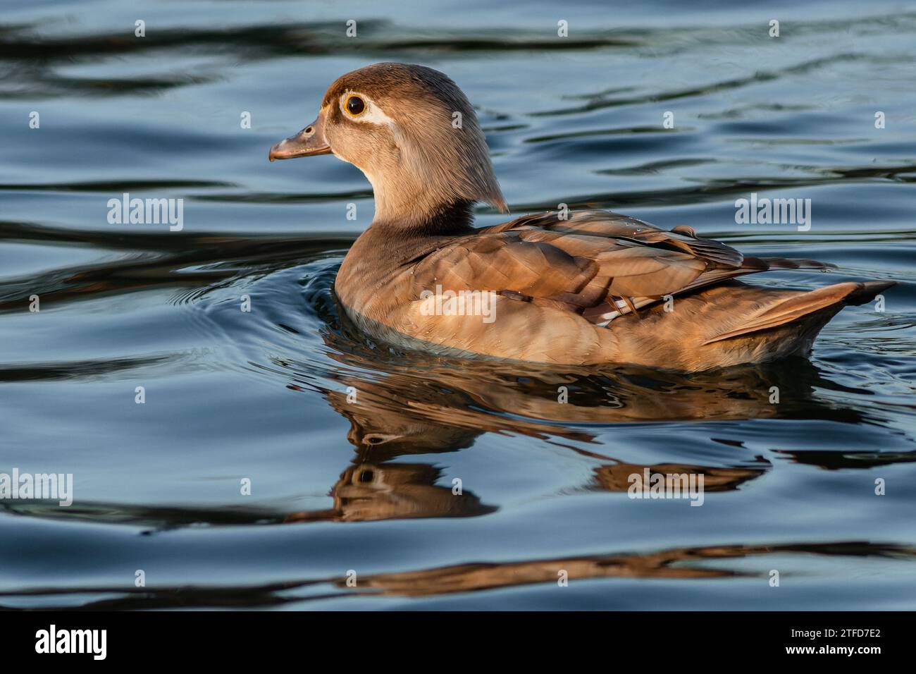 Ein braunes Weibchen einer nordamerikanischen Holzente oder einer carolina-Ente, die im blauen Wasser schwimmt. Sonniger Tag an einem See. Stockfoto