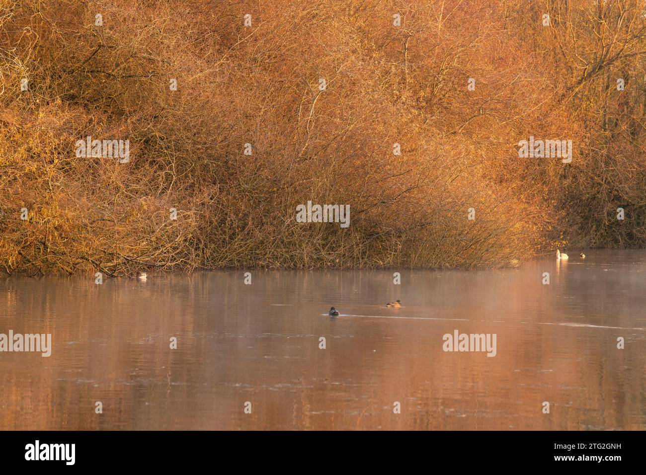 Frostiger Morgen im Colwick Park in Nottingham, Nottinghamshire England Großbritannien Stockfoto