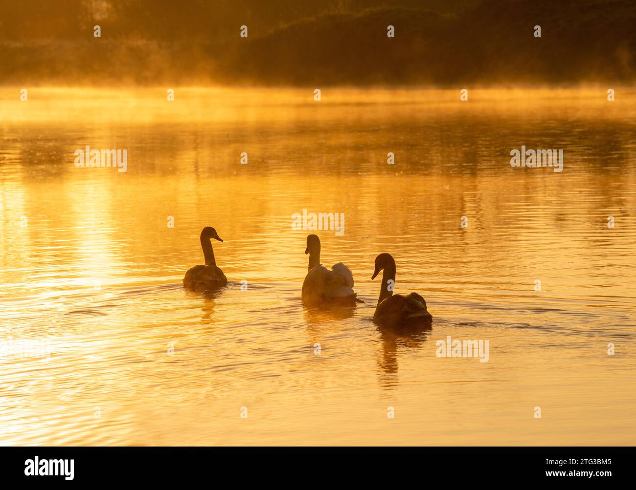 Schwäne an einem frostigen Morgen im Colwick Park in Nottingham, Nottinghamshire England, Großbritannien Stockfoto
