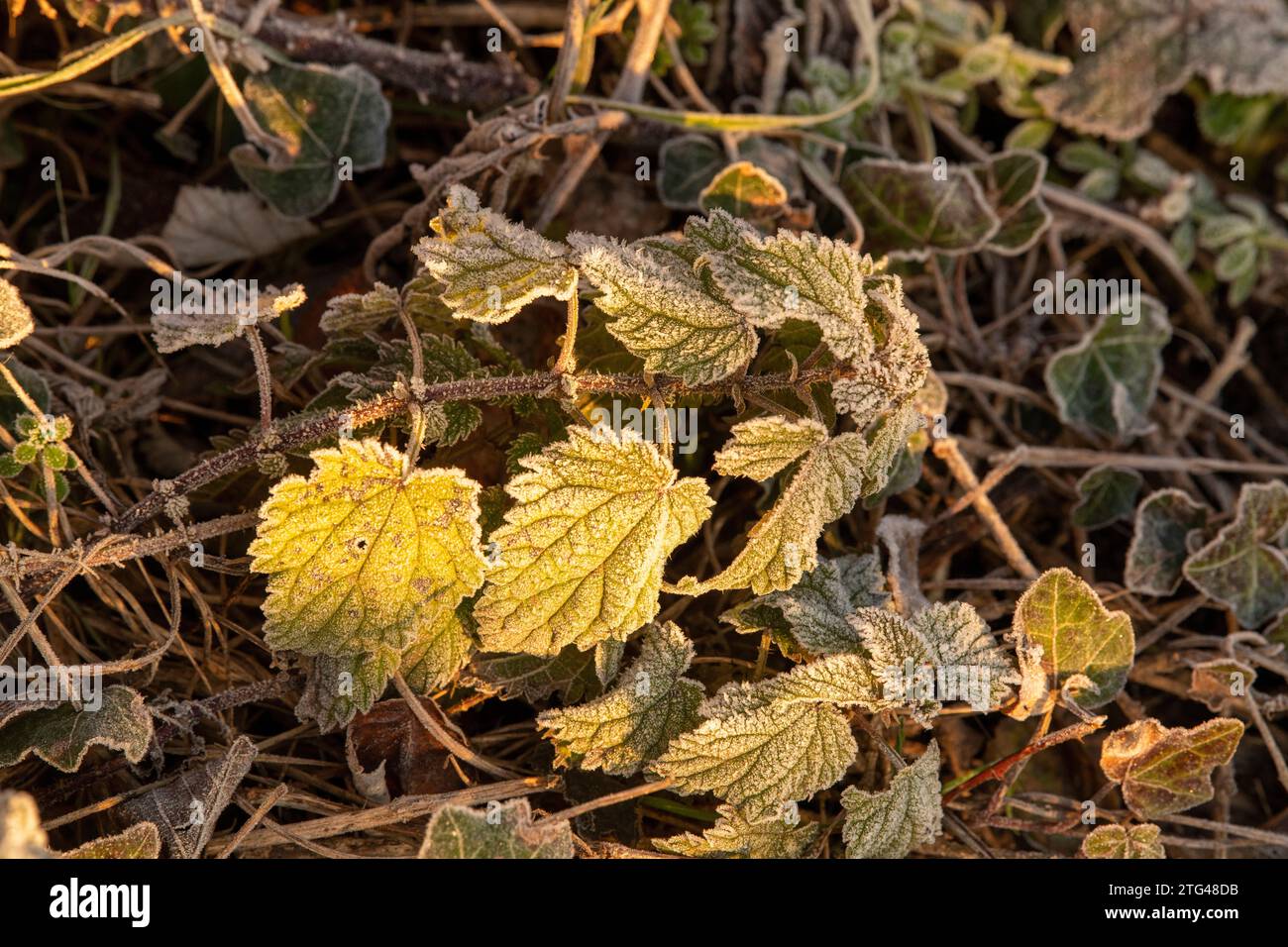 Frostige Pflanzen am kalten Morgen im Colwick Park in Nottingham, Nottinghamshire England Großbritannien Stockfoto