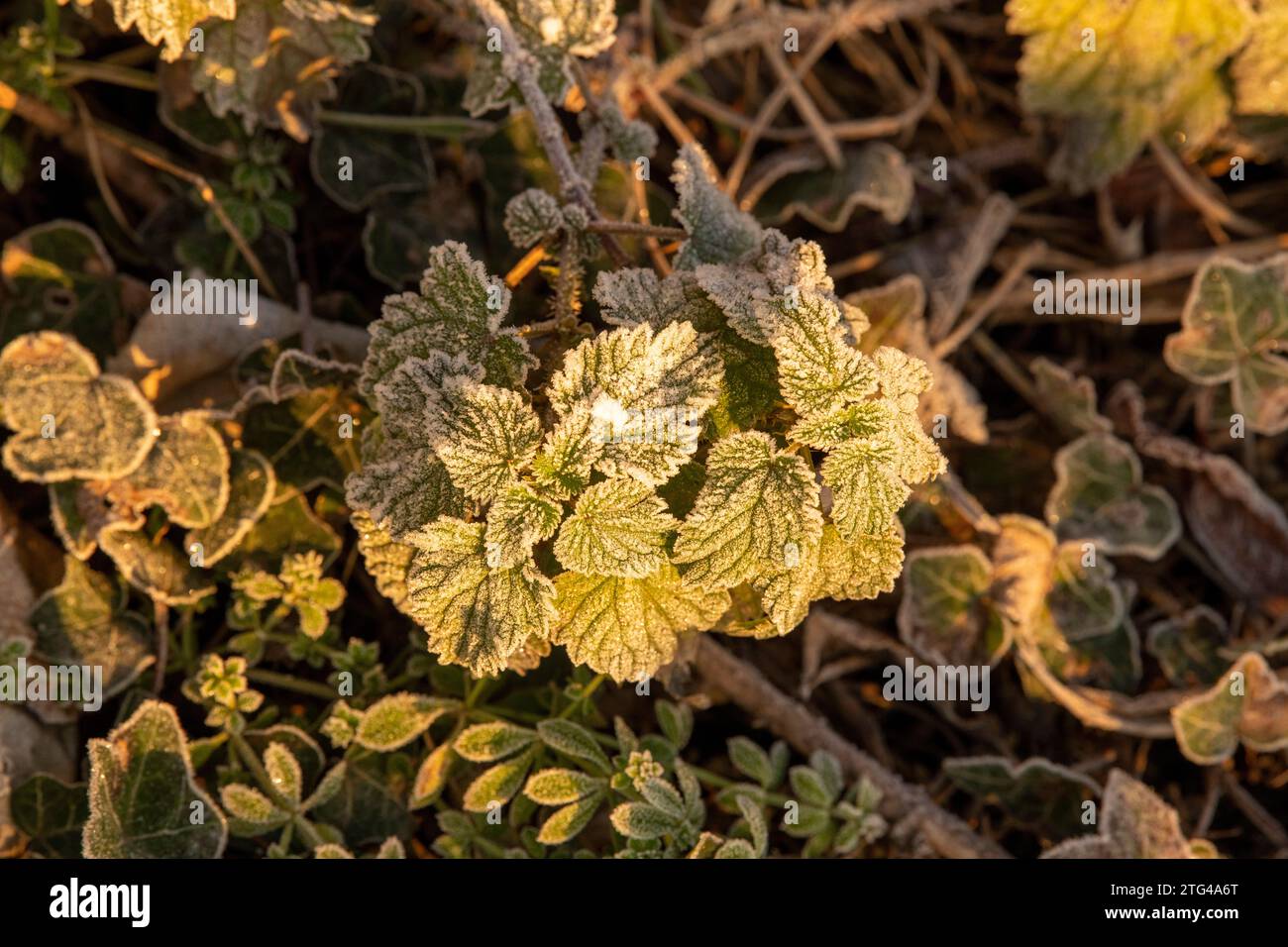 Frostige Pflanzen am kalten Morgen im Colwick Park in Nottingham, Nottinghamshire England Großbritannien Stockfoto