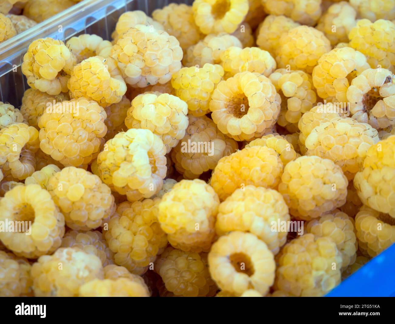 Gelbe Himbeeren in einem Plastiktablett Stockfoto