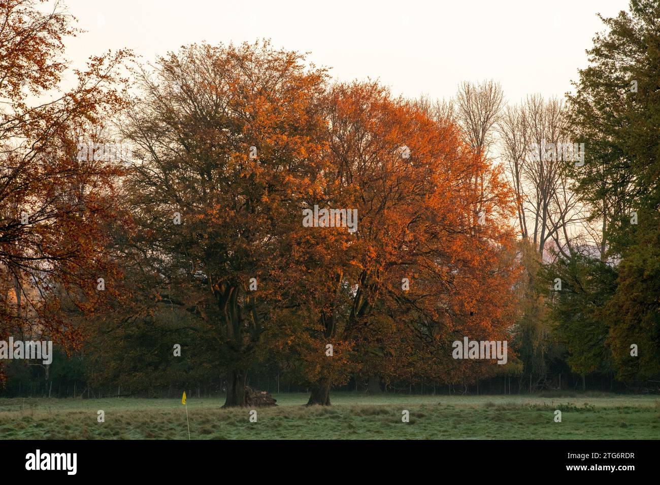Herbstvormittag in der Wollaton Hall and Deer Park in Nottingham Nottinghamshire, England, Großbritannien Stockfoto