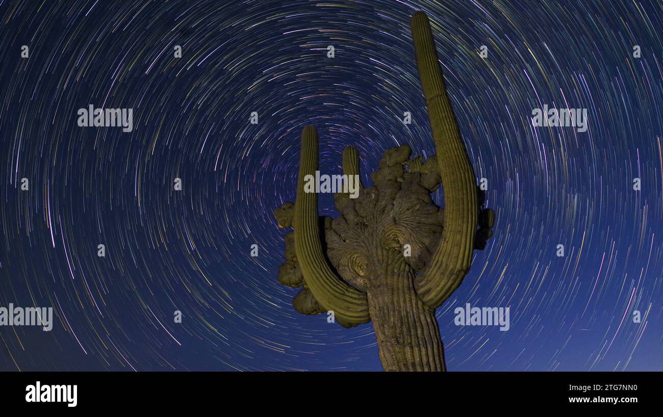 Medusa-Saguaro unter Polaris, Cochise County, Arizona Stockfoto