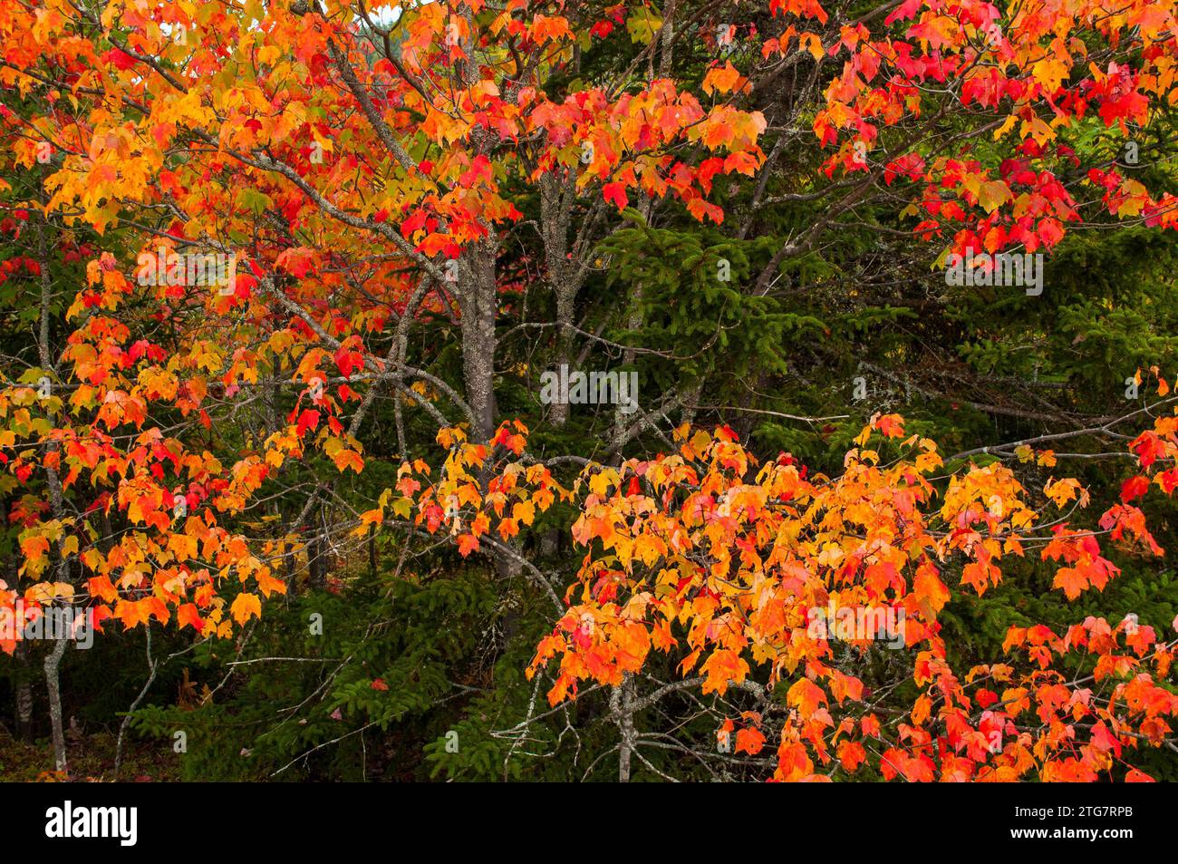 Ein roter Ahornbaum im Herbst in der Siamese Ponds Wilderness Area in den Adirondack Mountains im Bundesstaat New York Stockfoto