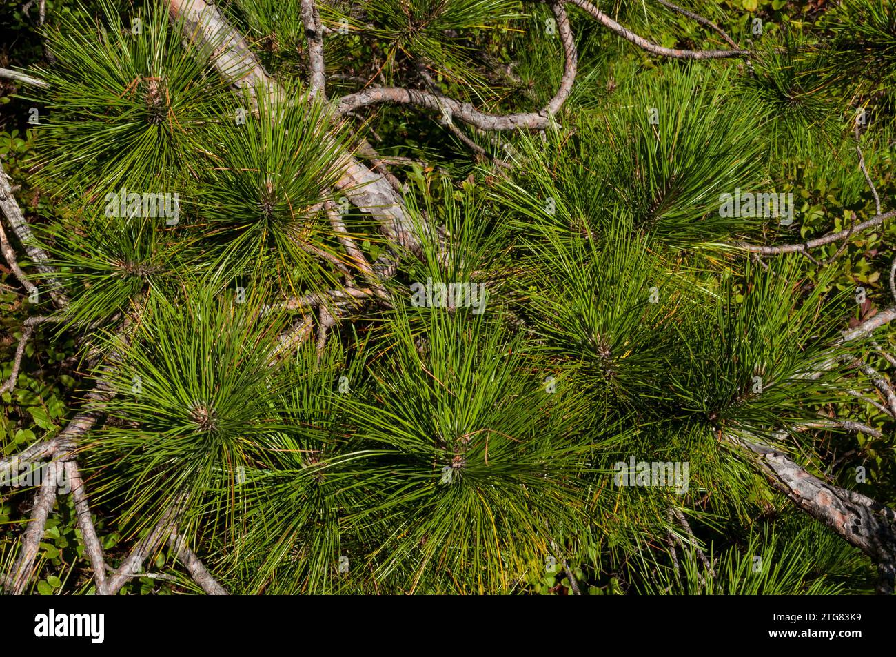 Nadeln der Rotkiefer (Pinus resinosa), die im Lake George Wild Forest in den Adirondack Mountains im Bundesstaat New York wachsen Stockfoto