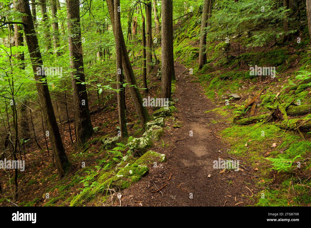 Wanderweg zum Montcalm Point im Gebiet des Lake George Wild Forest im Adirondack Forest Preserve im New York State Adirondack Forest Preserve, ne Stockfoto