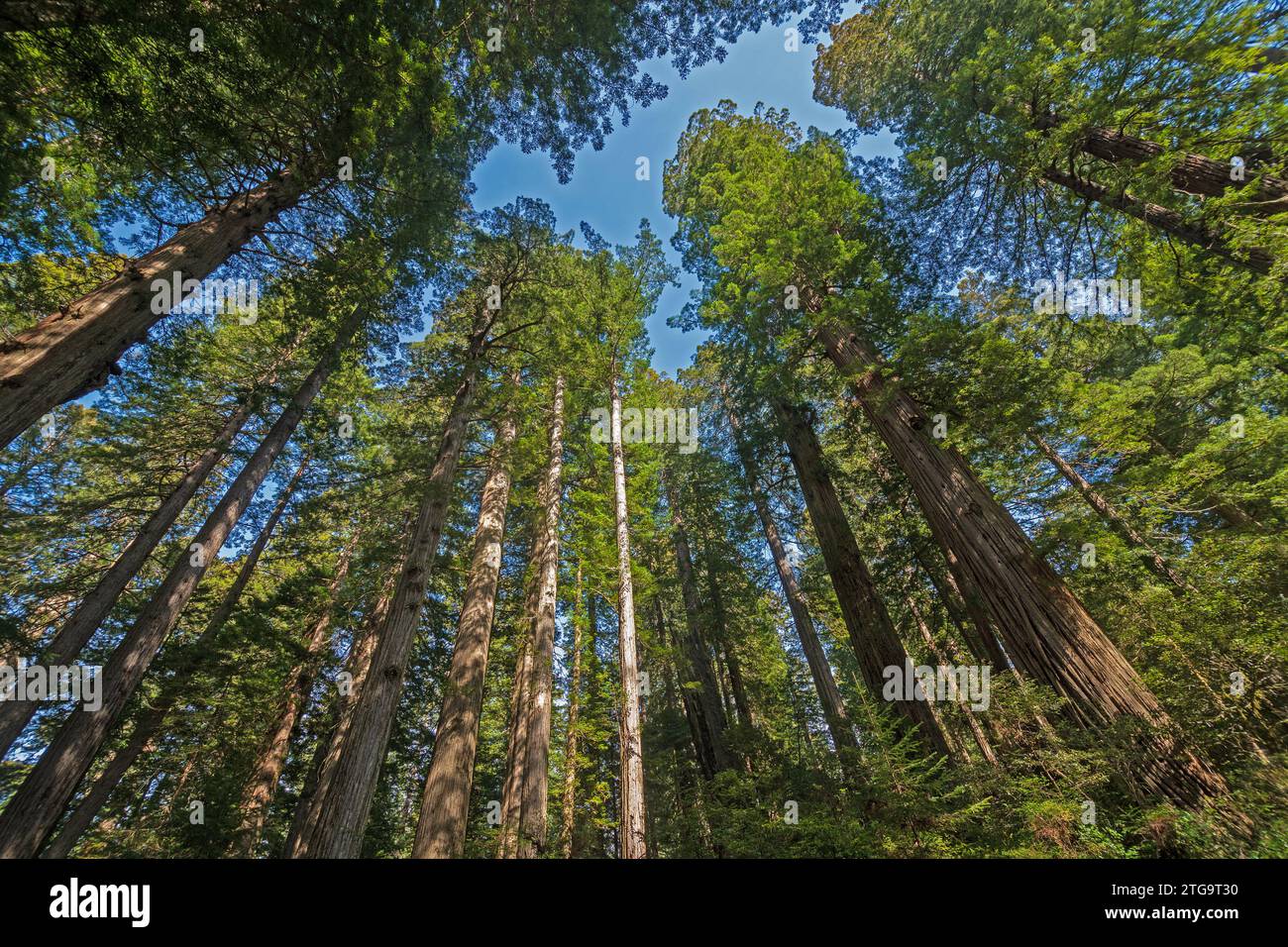 Im Redwood-Nationalpark in Kalifornien tummeln sich die Waldgiganten Stockfoto