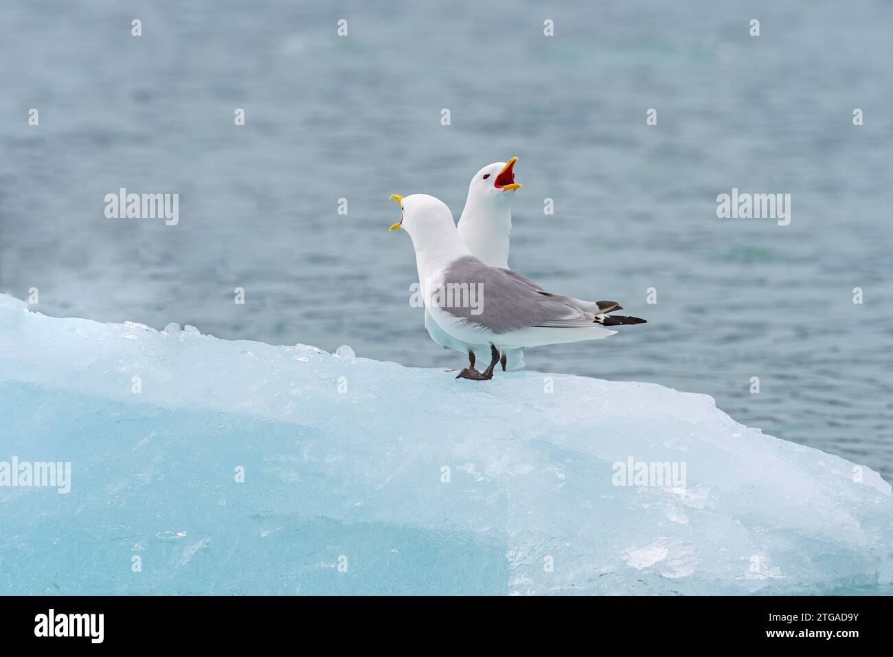 Schwarzbeinige Kätzchen schreien auf dem Eis auf den Svalbard-Inseln in Norwegen Stockfoto