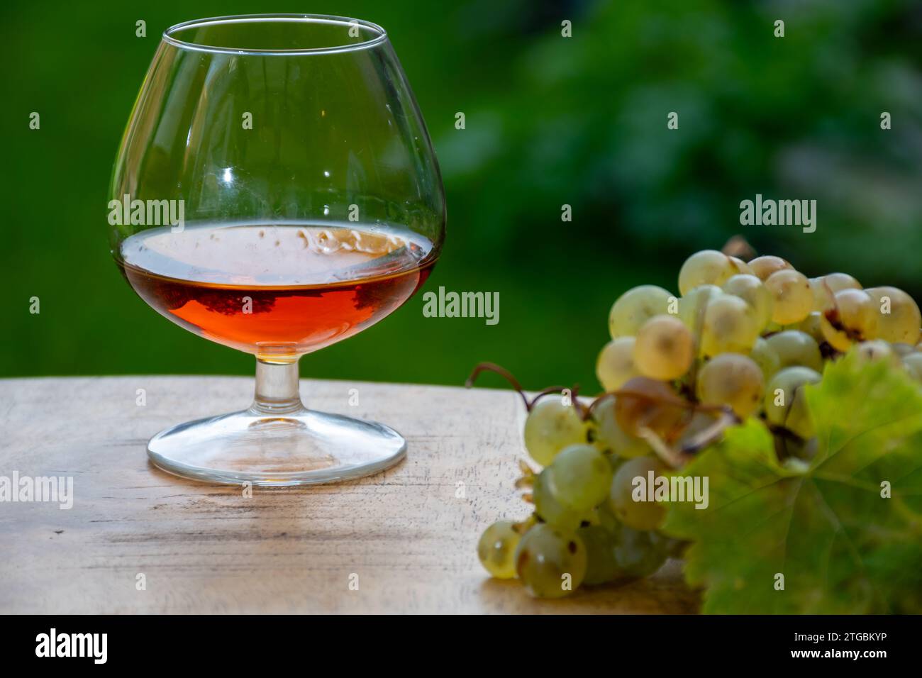 Outdoor-Verkostung von Cognac starken Alkoholgetränk in Cognac Region, Charente mit einem Haufen Reifen ugni blanc Trauben auf Hintergrund verwendet für Spirituosen Destilla Stockfoto