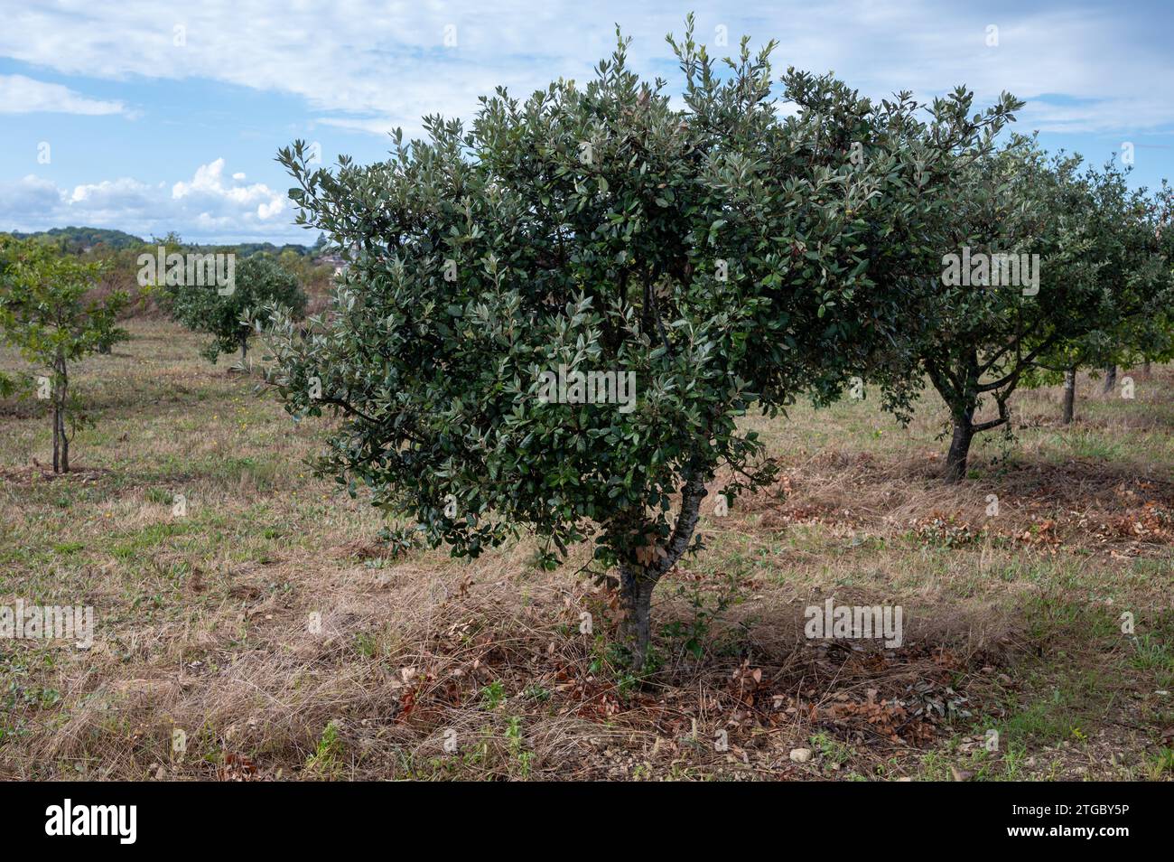 Trüffelfarm, Anbau von Schwarzwintertrüffelpilzen aus dem Perigord, Tuber melanosporum, Eichenplantagen, Trüffeljagd im Winter auf Feldern mit Oa Stockfoto