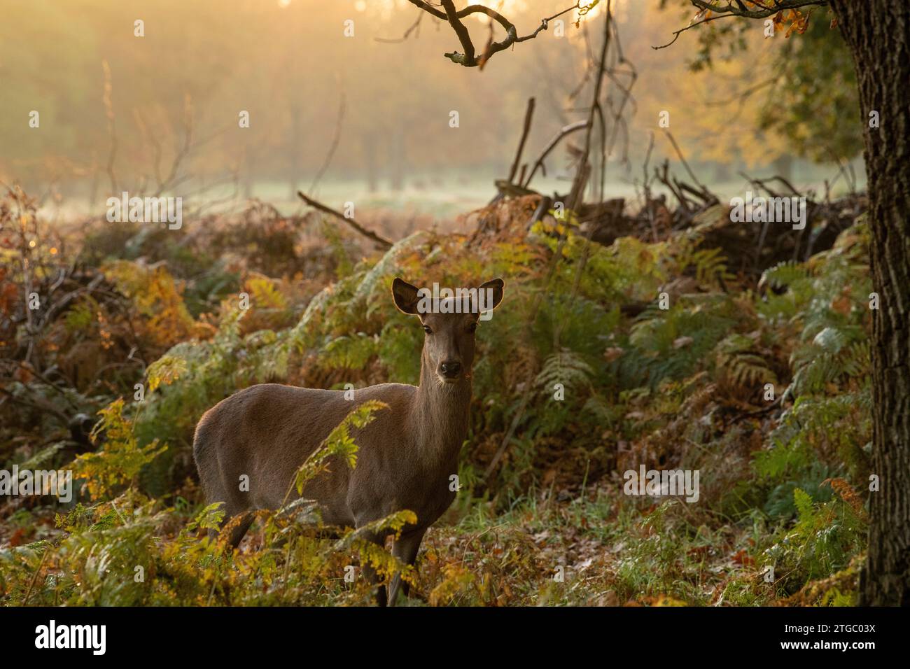 Herbstvormittag in der Wollaton Hall and Deer Park in Nottingham Nottinghamshire, England, Großbritannien Stockfoto