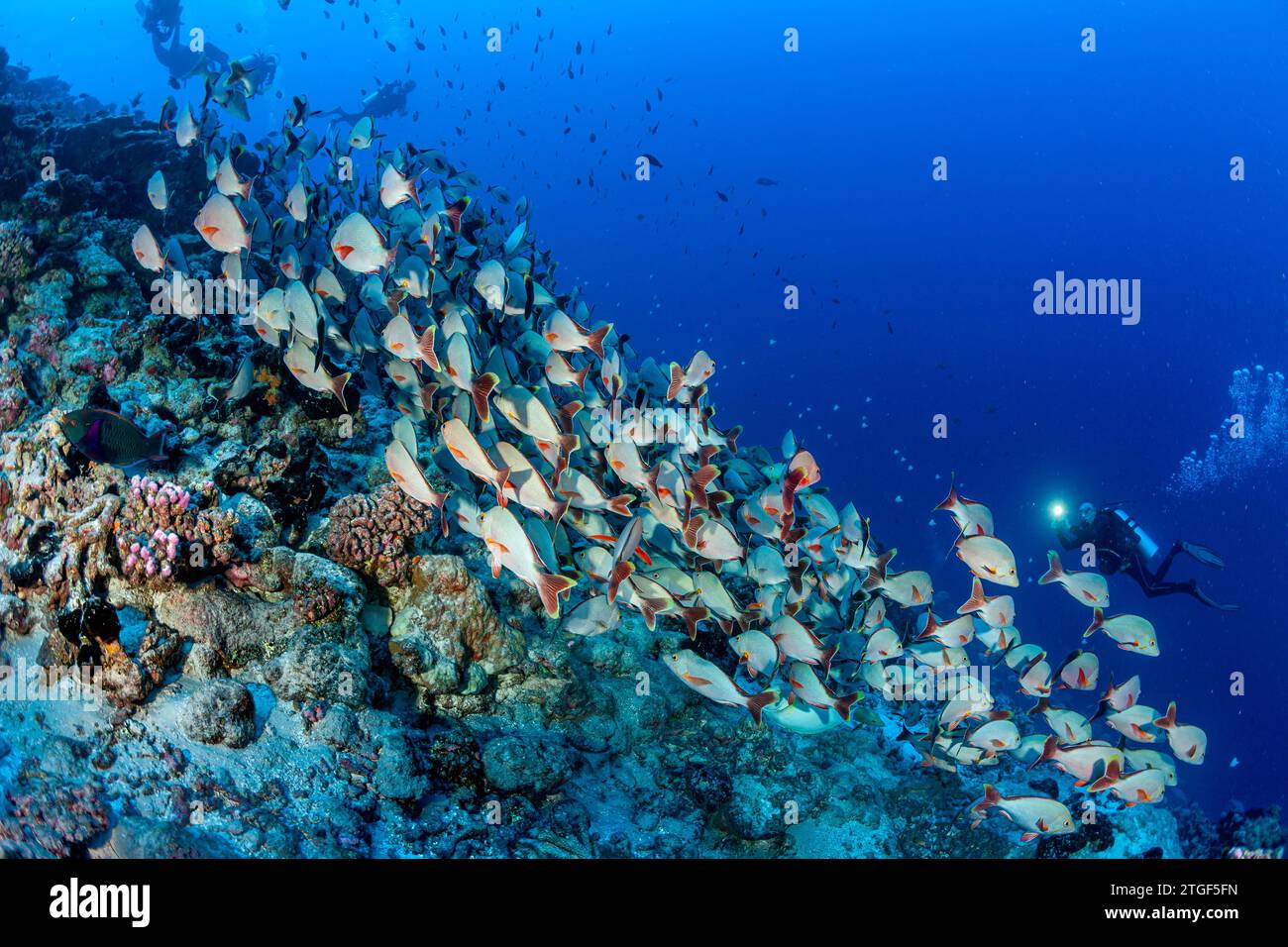 Französisch-Polynesien, Rangiroa, Schule für Rotschnapper (Lutjanus gibbus) Stockfoto