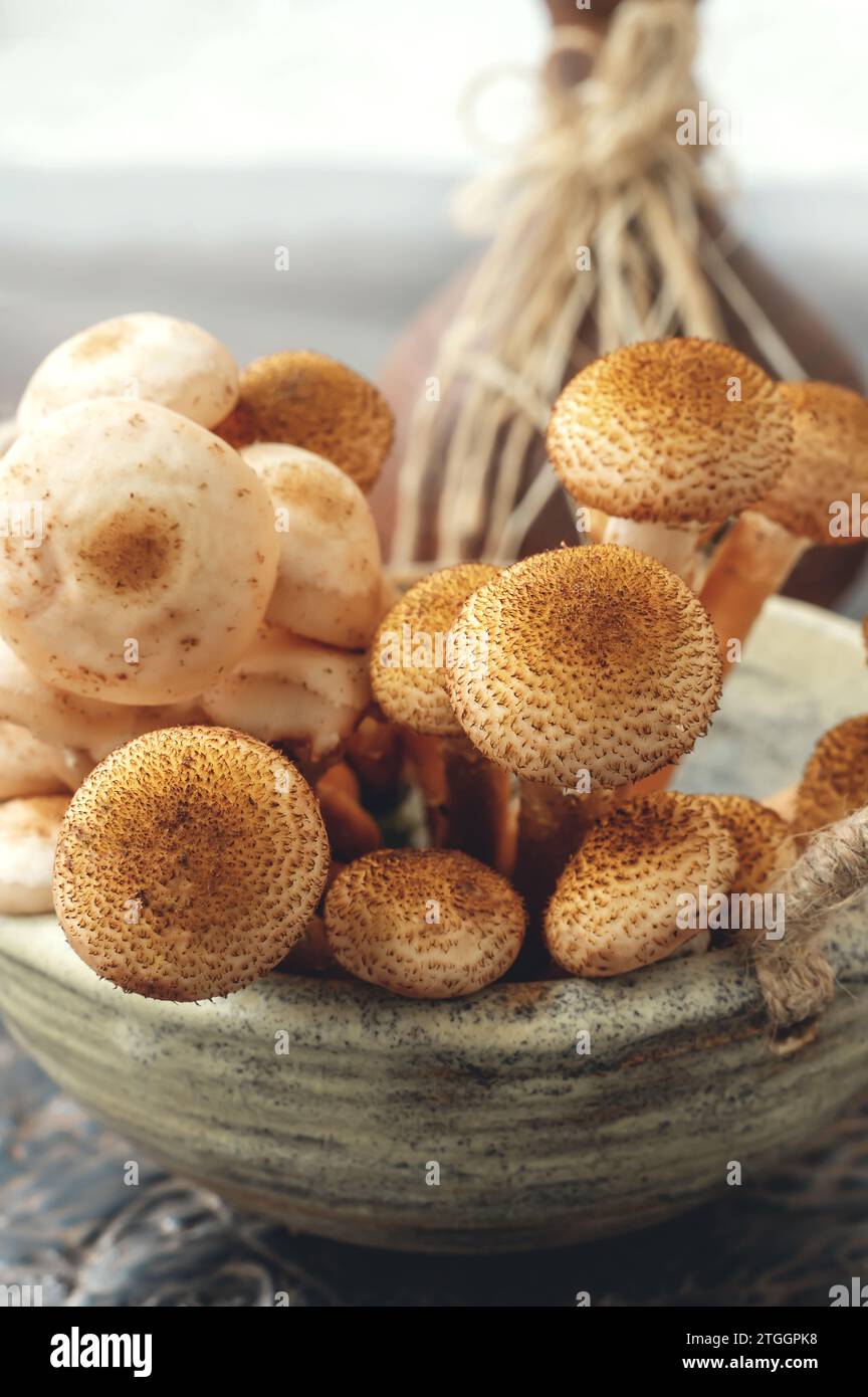 Pilze in einer handgemachten Kraftschale. Pilze auf dem Tisch in einer Tonschale. Waldpilze in der Küche. Nahaufnahme Stockfoto