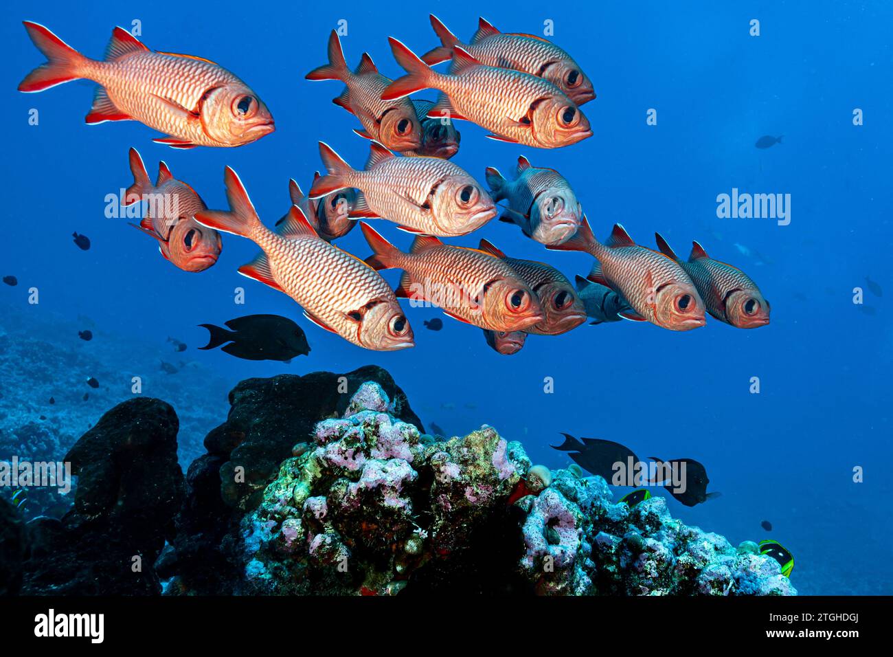 Französisch-Polynesien, Fakarava Nord, Soldatenfische (Myripristis) Stockfoto
