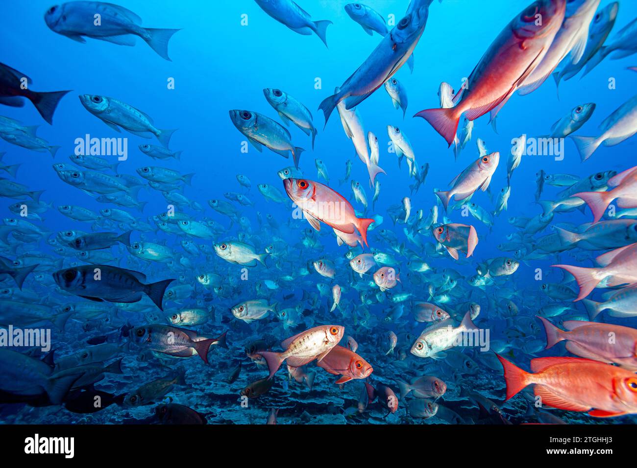 Französisch-Polynesien, Fakarava Süd, Soldatenfische (Myripristis) Stockfoto