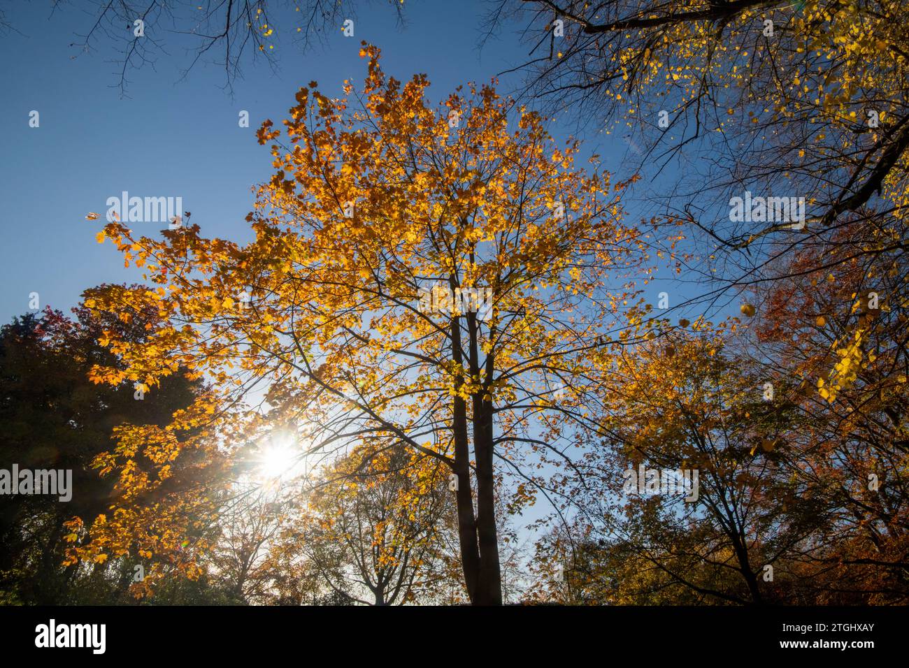 Herbst im Park Highfields Universität in Nottingham, Nottinghamshire, England UK Stockfoto