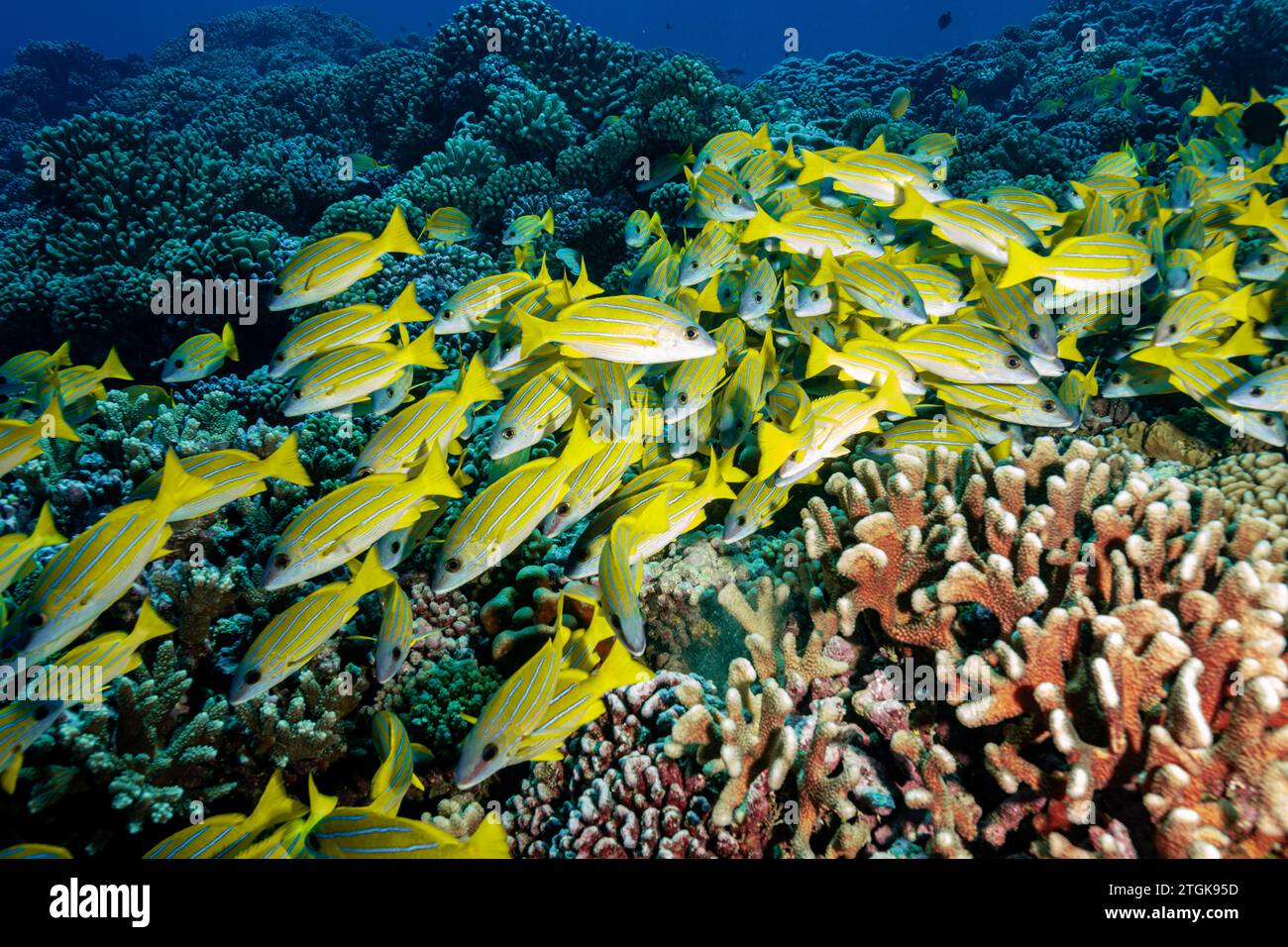 Französisch-Polynesien, Fakarava Süd, Eine Schule von Fünferleinen Snapper (Lutjanus quinquelineatus) Stockfoto